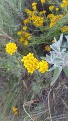 Eriophyllum confertiflorum