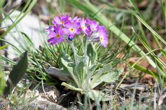 Primula laurentiana