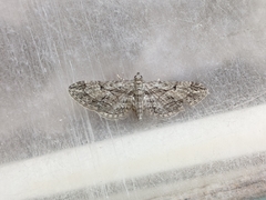 Eupithecia oxycedrata