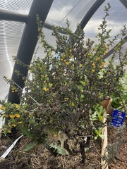Berberis microphylla