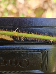 Rubus trivialis