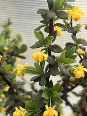 Berberis microphylla