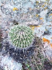 Echinofossulocactus crispatus