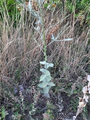 Linaria genistifolia