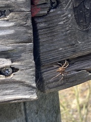 Araneomorphae
