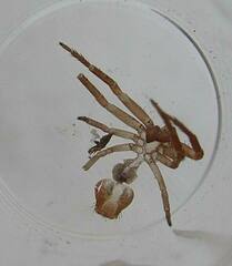 Xysticus locuples