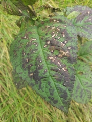 Scrophularia marilandica