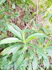 Verbesina virgata