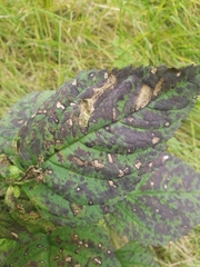 Scrophularia marilandica