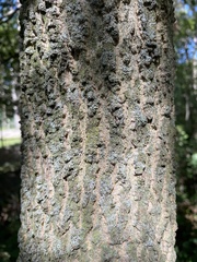 Celtis occidentalis