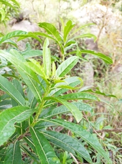 Verbesina virgata