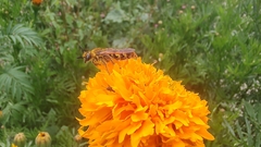 Xanthocampsomeris limosa