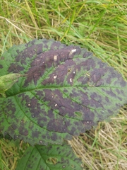 Scrophularia marilandica