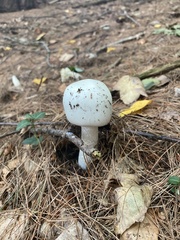 Amanita polypyramis