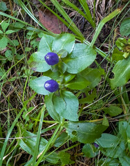 Gentiana clausa