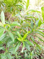 Verbesina virgata