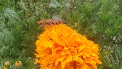 Xanthocampsomeris limosa