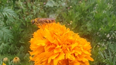 Xanthocampsomeris limosa