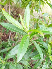 Verbesina virgata