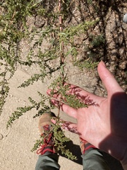 Artemisia dracunculus