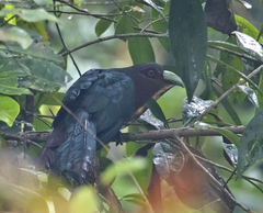 Phaenicophaeus sumatranus