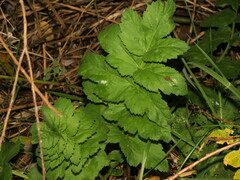 Pastinaca sativa