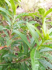 Verbesina virgata