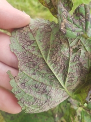 Scrophularia marilandica