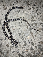 Bungarus multicinctus