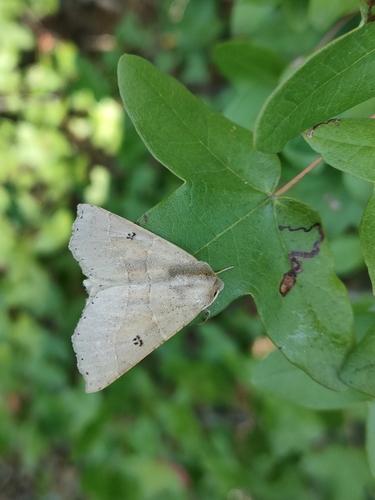 Dusky Scalloped Oak