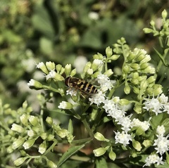 Syrphus