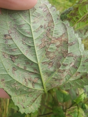 Scrophularia marilandica