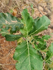 Solanum lycocarpum