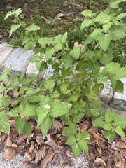 Solanum