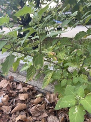 Solanum