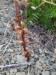 Orobanche laxissima
