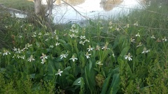 Anemopsis californica