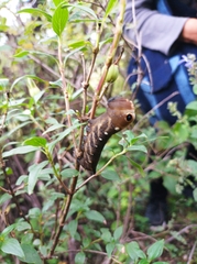 Xylophanes falco