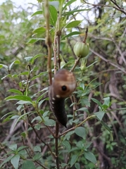 Xylophanes falco
