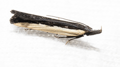 Dichomeris serrativittella