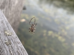 Araneus nordmanni