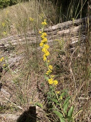 Solidago petiolaris