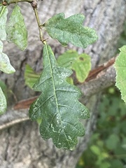 Quercus robur