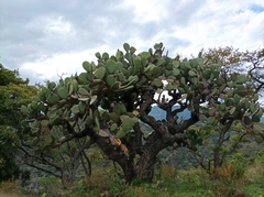 Opuntia streptacantha