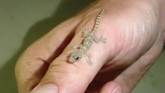 Hemidactylus boavistensis