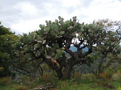 Opuntia streptacantha