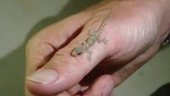 Hemidactylus boavistensis