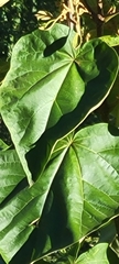 Paulowniaceae