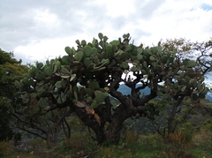 Opuntia streptacantha