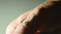 Hemidactylus boavistensis